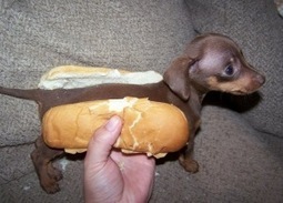 Joke Ethics: The Obama Dog Jokes Dilemma and The Gut&nbsp;Test | Ethics | Scoop.it