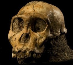 Early humans ate bark | Quite Interesting News | Scoop.it