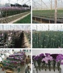 Genetic modification; the development of transgenic ornamental plant varieties - Chandler - 2012 - Plant Biotechnology Journal - Wiley Online Library | plant cell genetics | Scoop.it