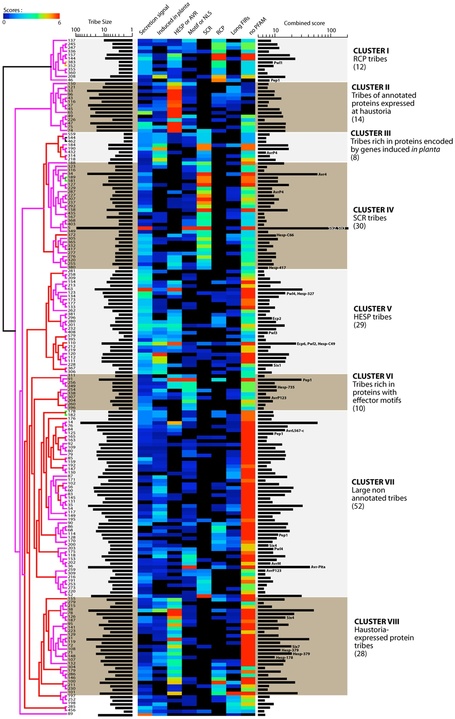 PLoS ONE: Using Hierarchical Clustering of Secreted Protein Families to Classify and Rank Candidate Effectors of Rust Fungi | Publications | Scoop.it