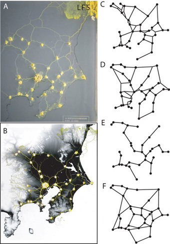 Slime Mold Grows Network Just Like Tokyo Rail System | Biomimicry | Scoop.it