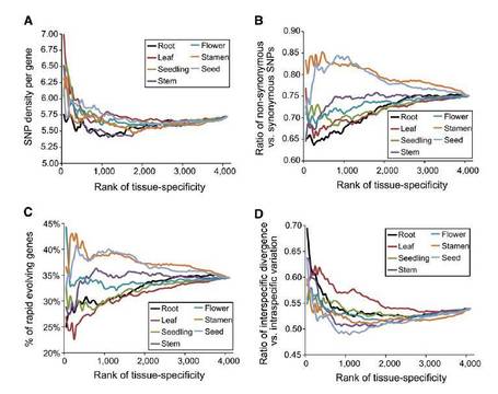 Plant Cell: Organ Evolution in Angiosperms Driven by Correlated Divergences of Gene Sequences and Expression Patterns | Emerging Research in Plant Cell Biology | Scoop.it