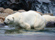 Appeals court affirms oil company polar bear rules - Huffington Post | wildlife news and stories | Scoop.it