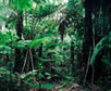 Biodiversit&eacute; - Histoire d'un biocide annonc&eacute; d'ici 2080 | Plan&egrave;te, Nature et Biodiversit&eacute; | Scoop.it