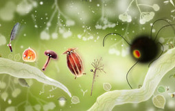Games &ndash; Amanita Design | Games for learning | Scoop.it