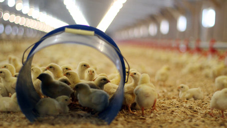 Chicken Farms Try Oregano as Antibiotic Substitute | Vertical Farm - Food Factory | Scoop.it