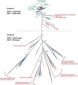 PLOS ONE: Metagenomic Exploration of Viruses throughout the Indian Ocean | Complex Insight  - Understanding our world | Scoop.it