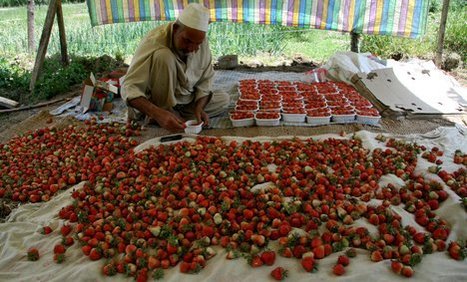 allAfrica.com: Kenya: Aquaponics Project in Kenya Seeks Finance to ...