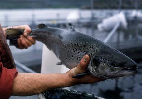 Le saumon d'Ecosse carbure aux insecticides | Nature to Share | Scoop.it