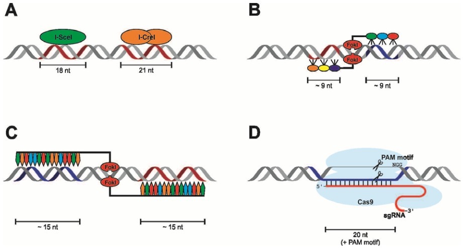 Synthetic Nucleases For Genome Engineering In P