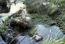 Rome : alerte sur le Tibre | Salvete discipuli | Scoop.it