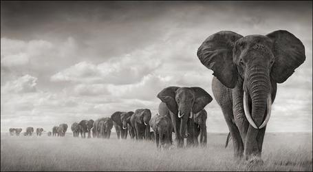 Africa&rsquo;s Wildlife Through Nick Brandt EyesBest Bookmarks | Best Bookmarks | "Cameras, Camcorders, Pictures, HDR, Gadgets, Films, Movies, Landscapes" | Scoop.it