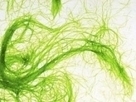 Department of Defense Notice for Advanced Drop-In Biofuels ... | Algal Biofuels | Scoop.it