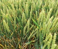 Rothamsted scientists to answer your questions - 5/23/2012 - Farmers Weekly | Plant Science | Scoop.it