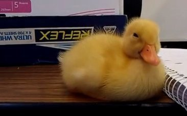 Daily Cute: Duckling Fights the Urge to Snooze During Class | fitness, health&nutrition | Scoop.it