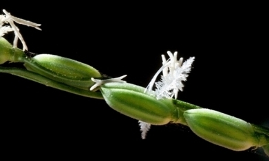 A chance in the wild | Rice origins and cultural history | Scoop.it