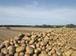 Early GM potato trial results show real promise | News | Farmers Guardian | Plant Science | Scoop.it