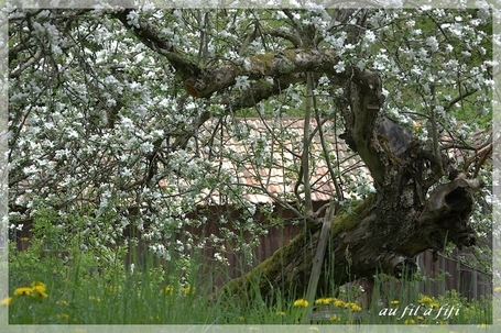 Au fil : fleurir jusqu'au bout... | The Blog's Revue by OlivierSC | Scoop.it