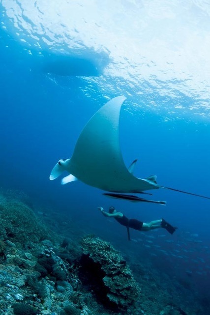 7 Top Diving Havens in Indonesia - Garuda Magazine - The Magazine of Garuda Indonesia | Nitroxxed Scuba News | Scoop.it