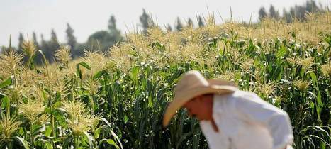 Dans les entrailles de Monsanto | Nature to Share | Scoop.it