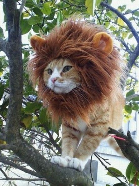 Ridiculously Cute Halloween Costumes: Pet Obsessed! | Cultural Trendz | Scoop.it