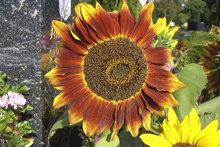 APRES FUKUSHIMA - LE JARDIN PHILOSOPHE : blog philo-poiétique de Guy Karl | FUKUSHIMA INFORMATIONS | Scoop.it