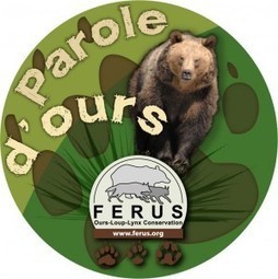 L&rsquo;ours a besoin de vous 22 au 29 juillet &ndash; 5 au 12 ao&ucirc;t &ndash; 19 ao&ucirc;t au 1er septembre | Photographie animali&egrave;re | Scoop.it