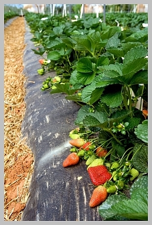 N.C. agribusiness sprouting higher, study finds - Triangle Business Journal | Research from the NC Agricultural Research Service | Scoop.it
