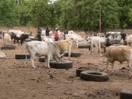Gambia Battles Worst Contagious Cattle Disease | Food issues | Scoop.it