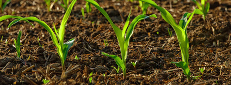 OGM : le maïs MON810 bientôt dans les champs de France ? | Nature to Share | Scoop.it