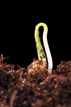 Making your own vegetable seed starting soil