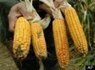 Monsanto's GMO Corn Linked To Organ Failure, Study Reveals | YOUR FOOD, YOUR HEALTH: Latest on BiotechFood, GMOs, Pesticides, Chemicals, CAFOs, Industrial Food | Scoop.it