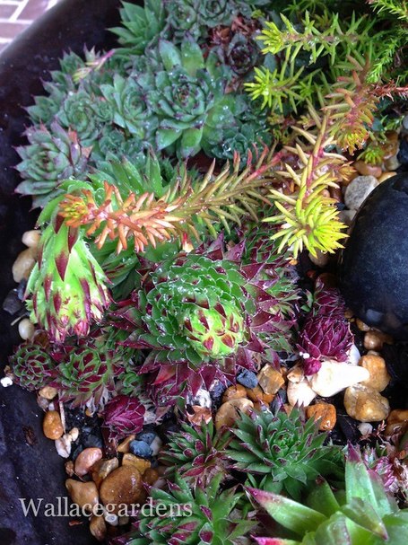 Growing Succulents in Georgia, Zone 7B | Garden Design with Wallace Gardens | Scoop.it
