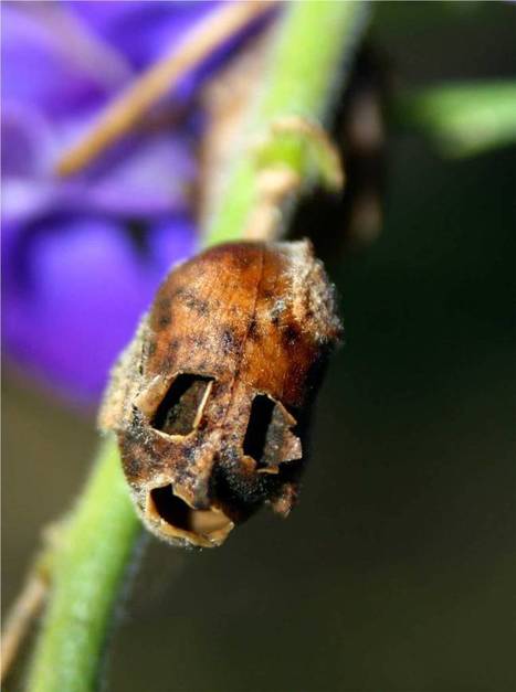 Snapdragon Skull