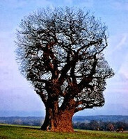 Conf&eacute;rence "Origines" de ce mercredi 23 mai 2012 avec Romain Quinto, g&eacute;obiologue... | LYonenFrance | Scoop.it