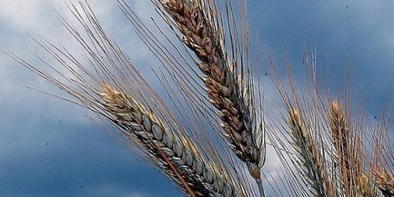 Agriculture : la guerre des semences | Nature to Share | Scoop.it