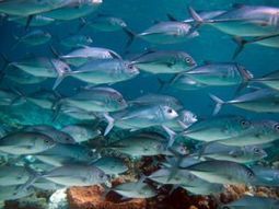 Do protected areas for wildlife really work? - The Ecologist | The Glory of the Garden | Scoop.it