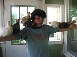 Illicit chickens roost in JP&rsquo;s back yards | Jamaica Plain Gazette | The Boston Green Scoop | Scoop.it
