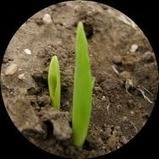 Plant & Crop Science Blog: How to create resilient agriculture | forest gardening | Scoop.it