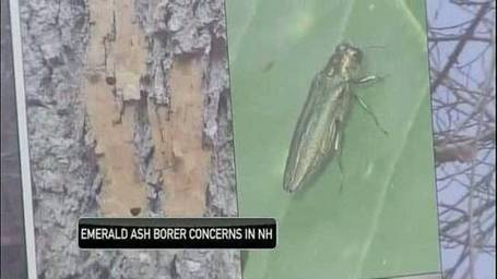 NH officials announce emerald ash borer quarantine | Forests, Ecosystem Services, and Climate Change. | Scoop.it