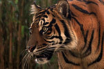 Wildlife in the tropics declines by over 60 percent! | Amazing Science | Scoop.it