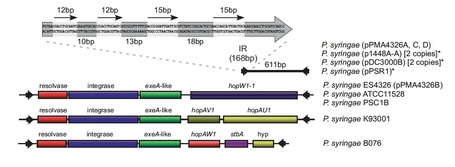 J Bact: E622: a miniature, virulence-associated mobile element | Plant Pathogenomics | Scoop.it