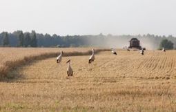 Baltic farmers ask EU for special measures, emergency aid