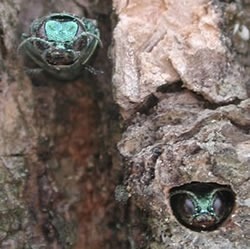 Lansing warns of emerald ash borer | Research from the NC Agricultural Research Service | Scoop.it