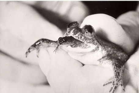 Bizarre extinct frog brought back to life - ABC News (Australian Broadcasting Corporation) | GMOs & FOOD, WATER & SOIL MATTERS | Scoop.it