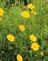 How to Make Butterfly Gardens | University of Kentucky Entomology | Bichos en Clase | Scoop.it