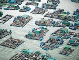 Farmed fish overtakes farmed beef for first time | Quite Interesting News | Scoop.it