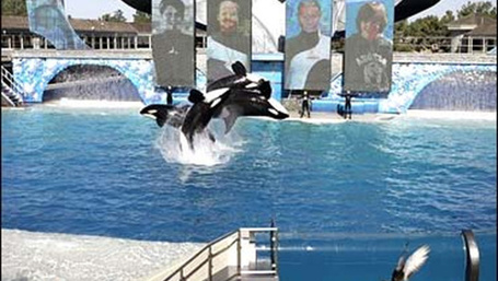 Slavery protections for animals? Judge to decide - CBS News | Our Evolving Earth | Scoop.it