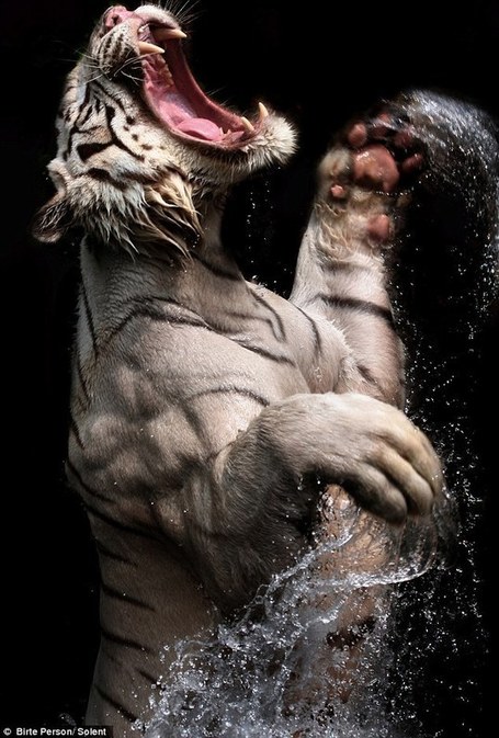 A Powerful Display of Rare White Tigers at Feeding Time | Le It e Amo ✪ | Scoop.it