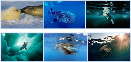 Saving The Ocean Through The Lens | Mycamera Blog | Realms of Healthcare and Business | Scoop.it